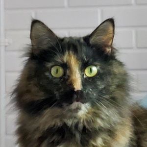 Meet your Posher, Thelil